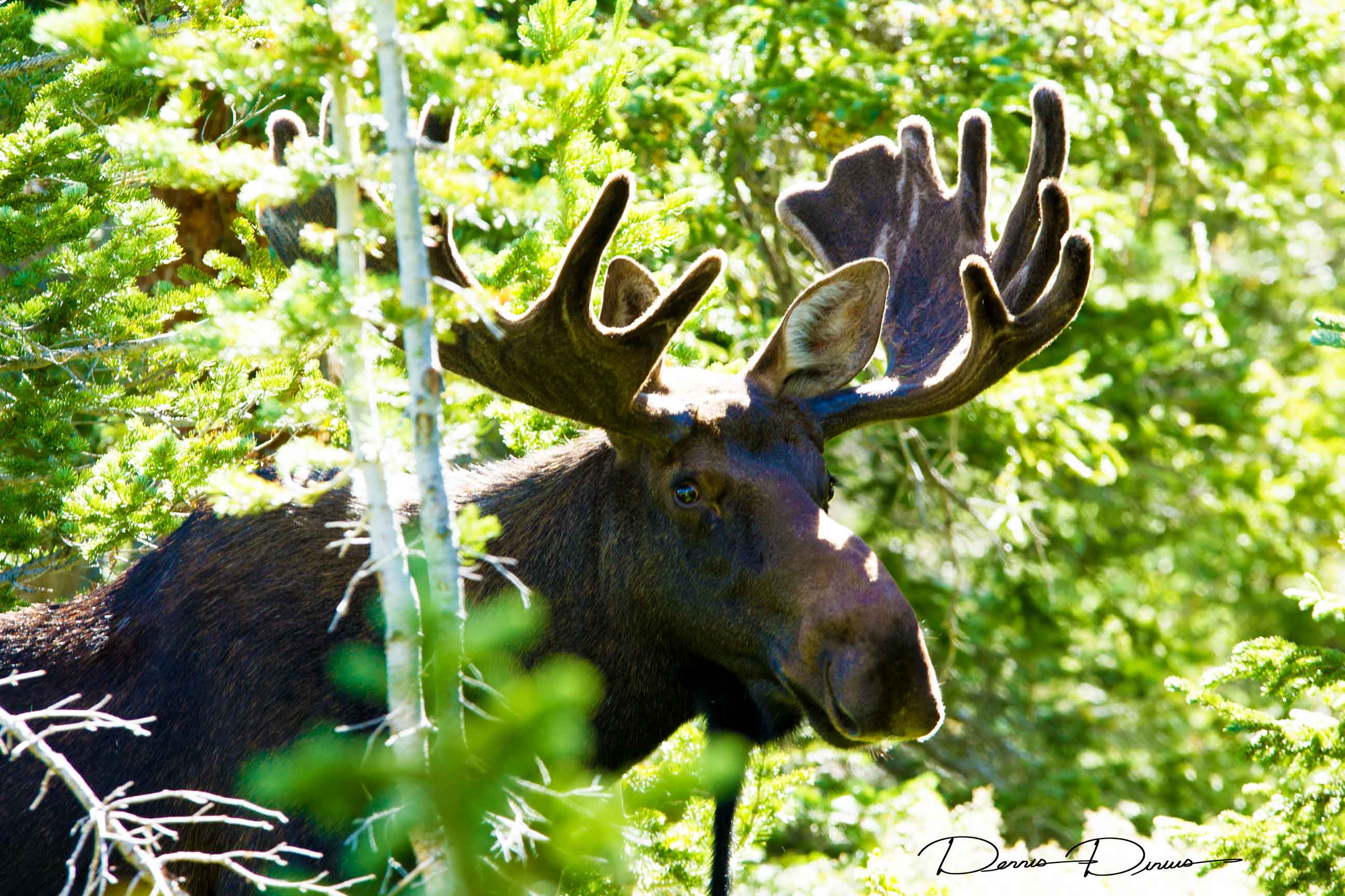 2015-0812-0986-Moose-LR.jpg