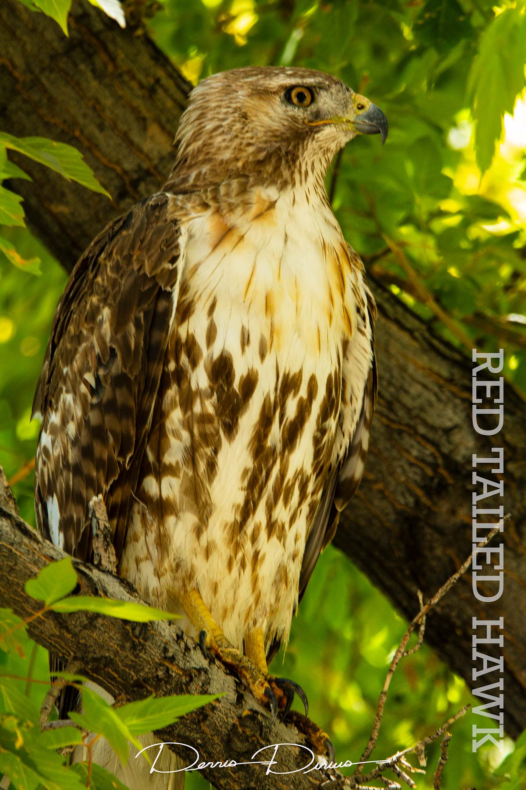 2017-0615-0021-Red-tailedHawk-GM.jpg