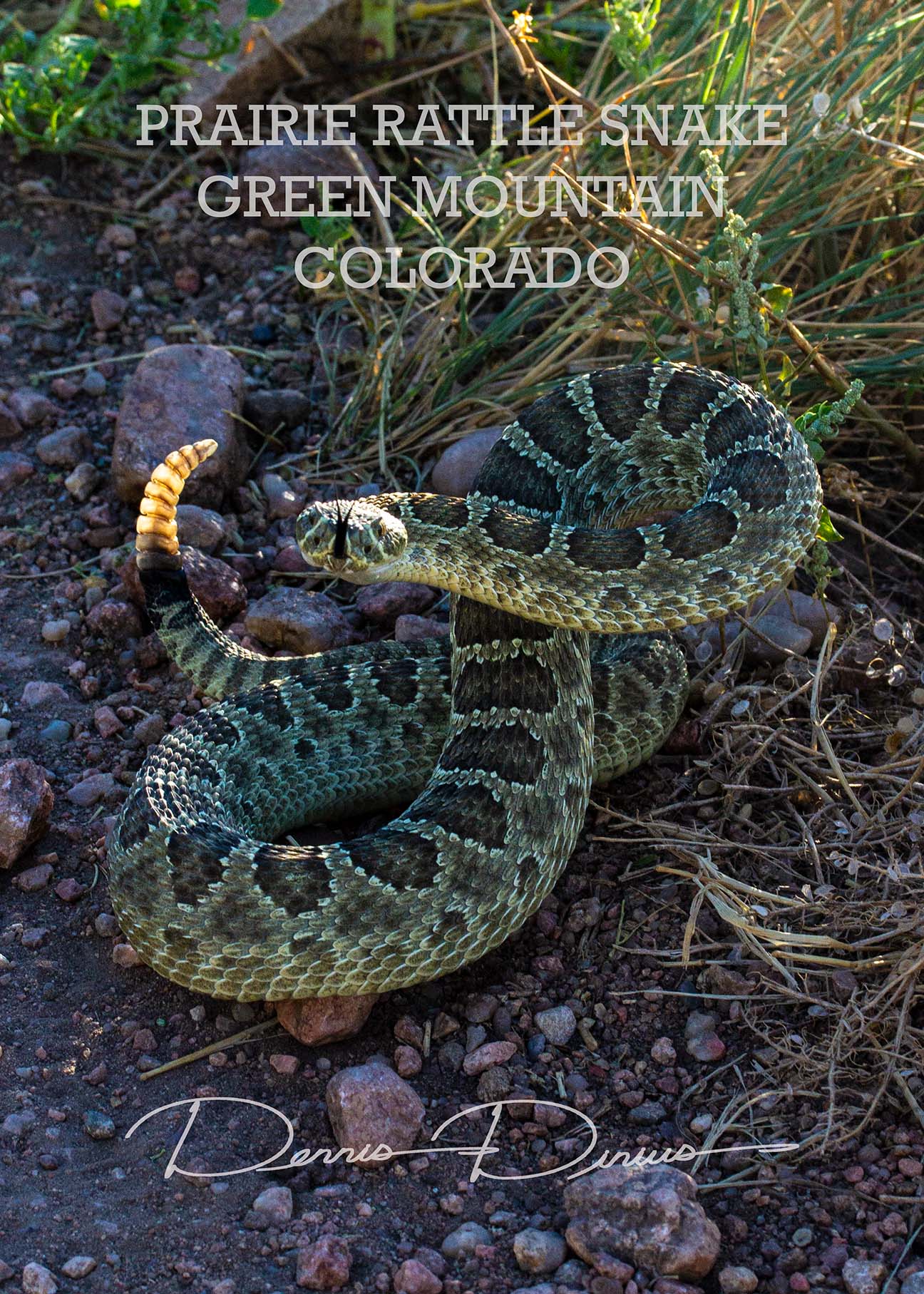 2015-0805-0110-PrairieRattleSnake-GrnMtn.jpg